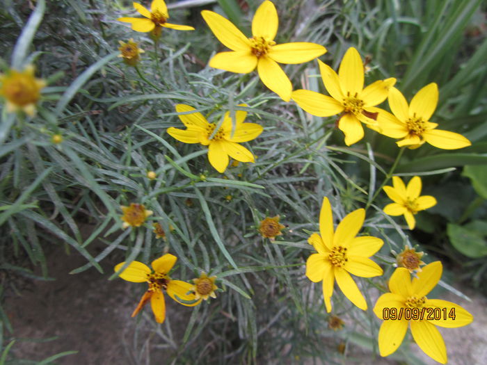 Coreopsis Zagreb