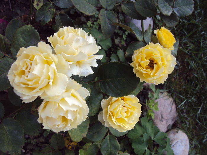 DSC03554