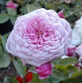 durance-ancian-rosa-masduran