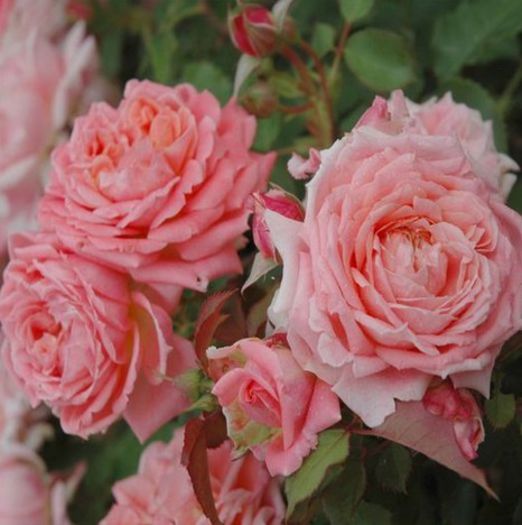 fleurs-en-seine-masflsei - Trandafiri - dorinte