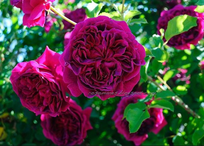 William Shakespeare 2000 - Trandafiri - dorinte
