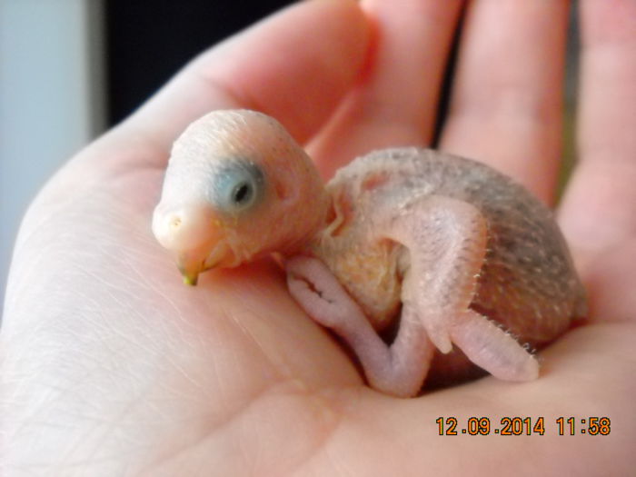 7 ZILE SI PRIMII OCHISORI