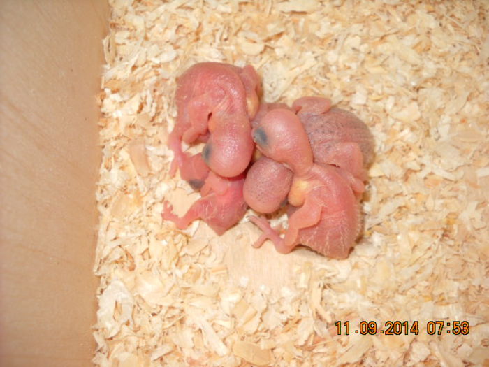 IN SFARSIT  TOTI FRATIORII