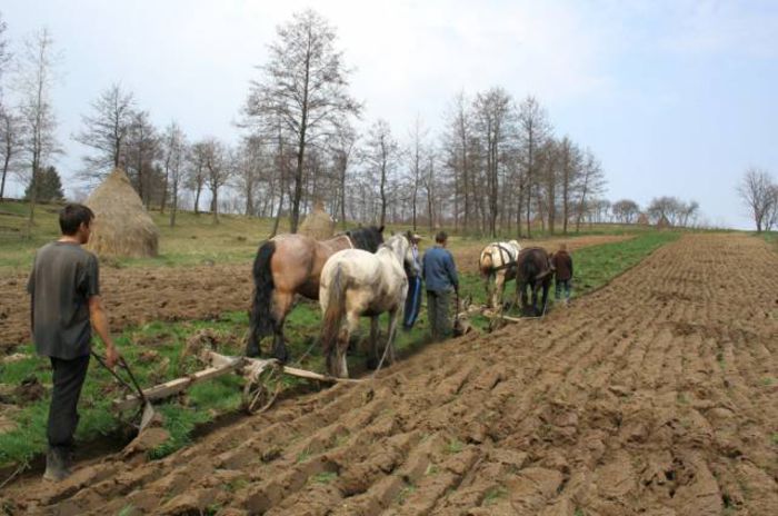 Dripălít; dripalit=batatorit cu picioarele,batucit;&quot;tare o mai dripalit p`aci,marhale &quot;;marha-vita
