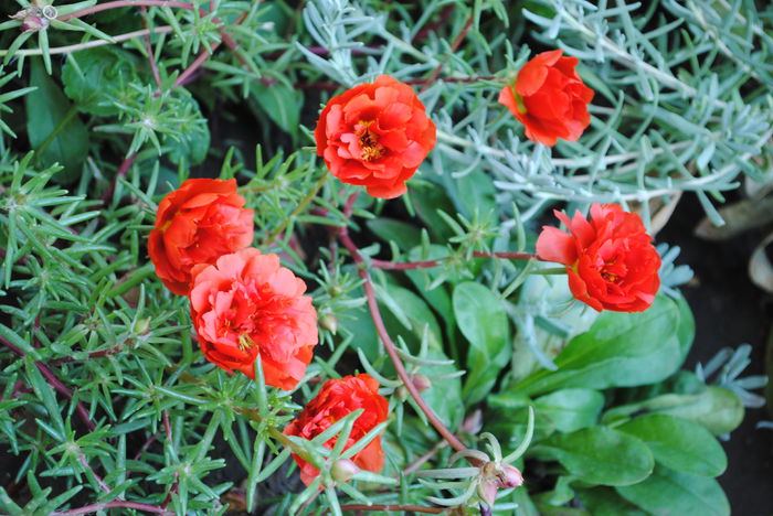 flori de piatra (portulaca) - yyy 2014 gradina mea