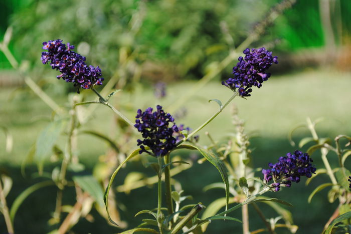Buddleia... tb sa fie Royal Red