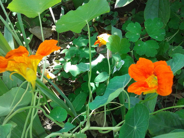 20140908_121656 - Tropaeolum  majus-condurul doamnei