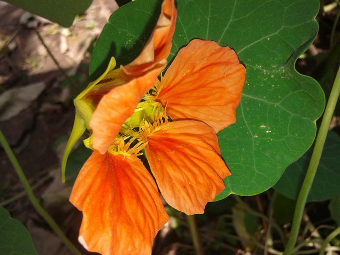 20140908_121745 - Tropaeolum  majus-condurul doamnei