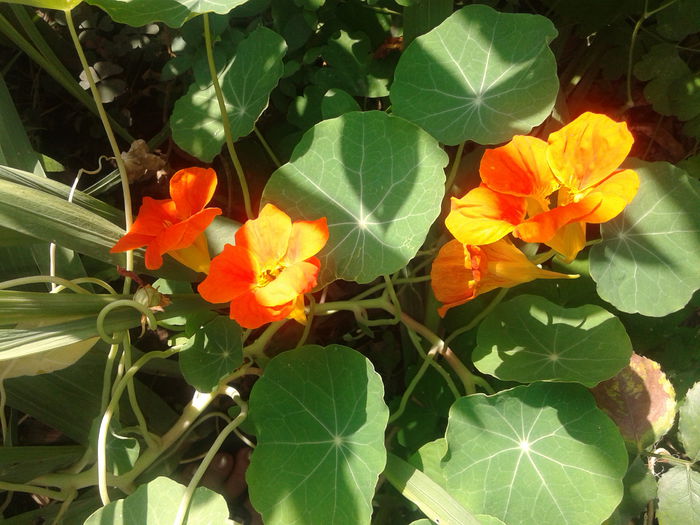 20140913_093444 - Tropaeolum  majus-condurul doamnei