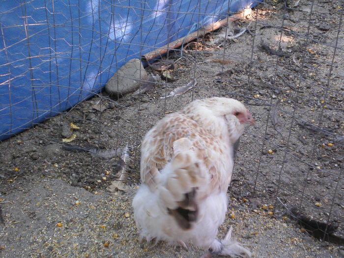 IMGP0084 - Faverolles Somon