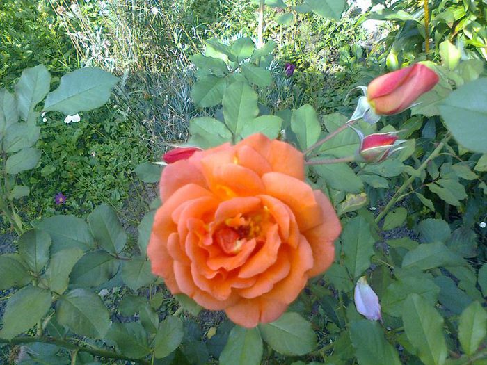 Westerland