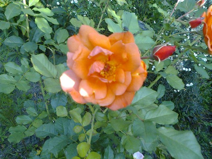 Westerland