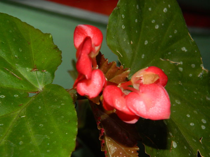 DSCN8872 - SEPTEMBRIE_2_2014