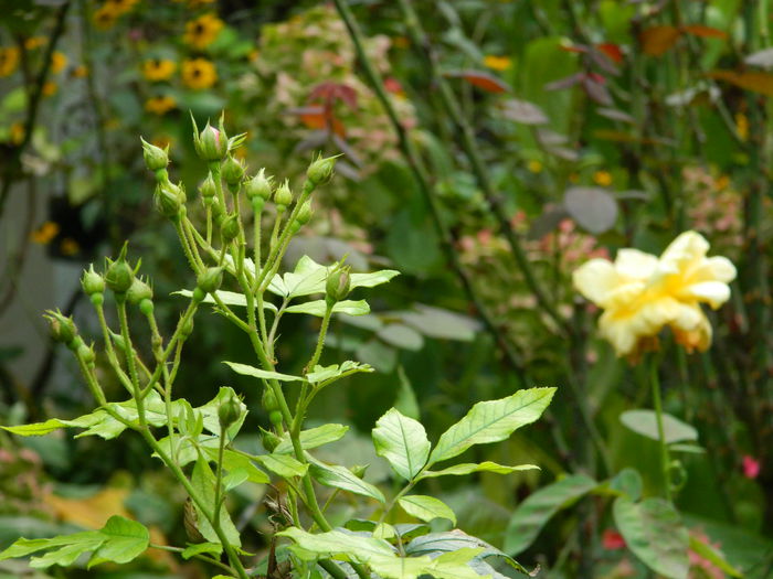 DSCN8881 - SEPTEMBRIE_2_2014