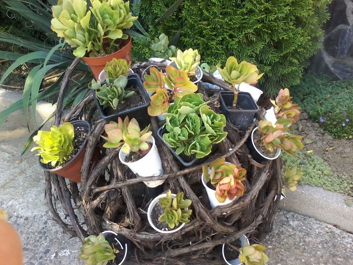 20140913_155056 - cresa de Kalanchoe