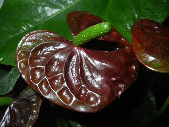 Anthurium Black Queen (2014, Sep.12) - Anthurium Black Queen