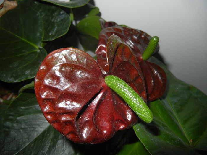 Anthurium Black Queen (2014, Sep.12)