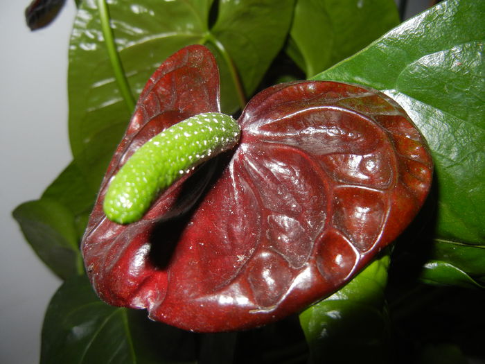 Anthurium Black Queen (2014, Sep.12)