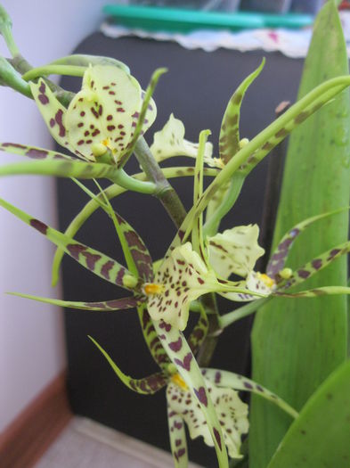 IMG_5389 - orhidee 2014