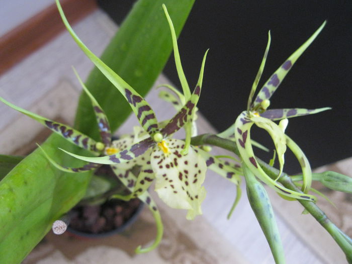 IMG_5390 - orhidee 2014
