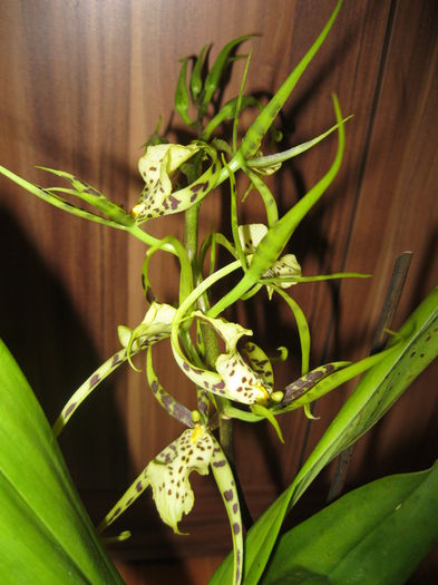 IMG_5415 - orhidee 2014