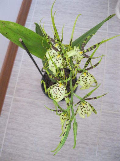 IMG_5460 - orhidee 2014