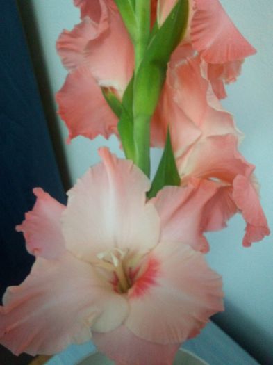 gladiola alb rozaliu - Florile mele dragi