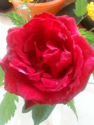trandafir rosu - Florile mele dragi