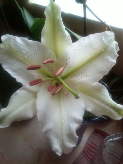crin alb puternic mirositor cu o singura inflorescenta - Florile mele dragi