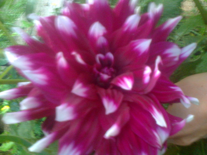 dalie mov cu alb - Florile mele dragi