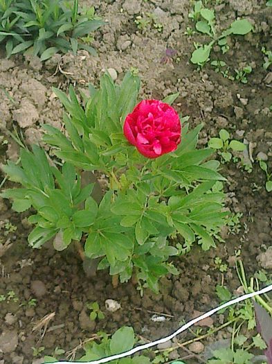 bujor rosu in primul an de inflorire - Florile mele dragi