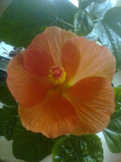 trandafir japonez portocaliu - Florile mele dragi