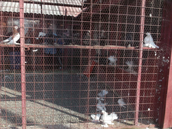 Picture 3906 - FERMA LUI CRISTI ROMAN  BADA