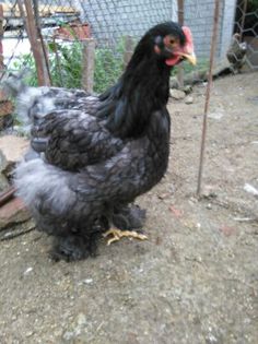 13.09.2014 194 - 004 Arhiva