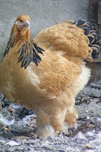 PUICUTE BRAHMA
