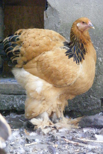 PUICUTE BRAHMA