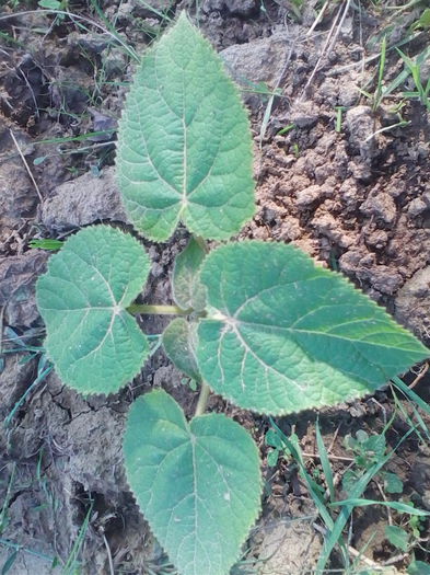 Paulownia