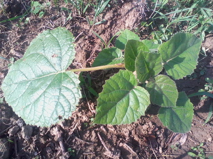 Paulownia - Paulownia Tomentosa