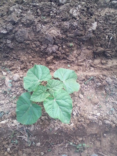 Paulownia - Paulownia Tomentosa