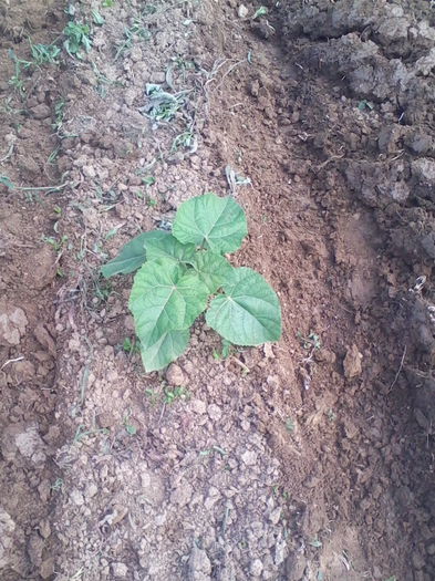 Paulownia - Paulownia Tomentosa