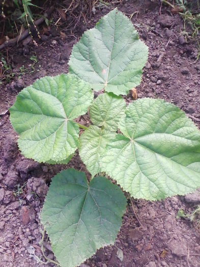 Paulownia - Paulownia Tomentosa
