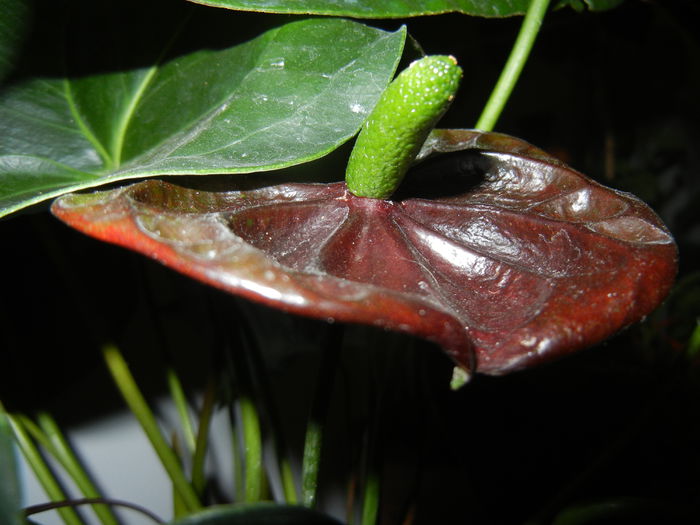 Anthurium Black Queen (2014, Sep.12)