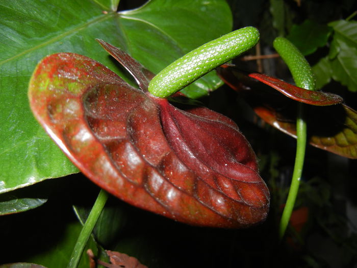 Anthurium Black Queen (2014, Sep.12)