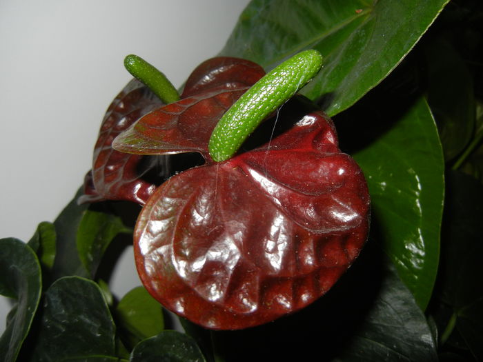 Anthurium Black Queen (2014, Sep.12) - Anthurium Black Queen