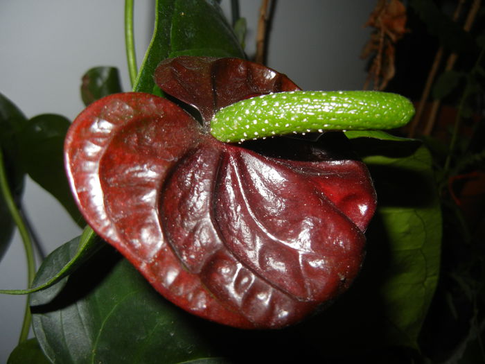 Anthurium Black Queen (2014, Sep.12) - Anthurium Black Queen