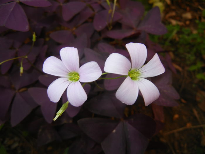 Oxalis Atropurpurea (2014, Sep.09)