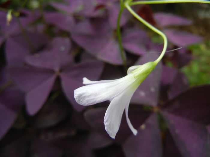 Oxalis Atropurpurea (2014, Sep.12)