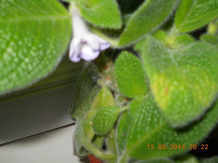 episcia liliacinda viridis