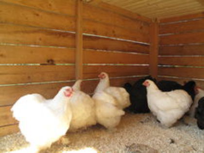 100257467_MCEXRQQ3 - TINERET 2014   1