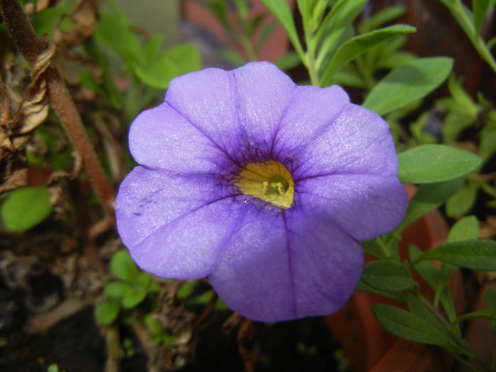 Calibrachoa Blue (2014, Sep.09)